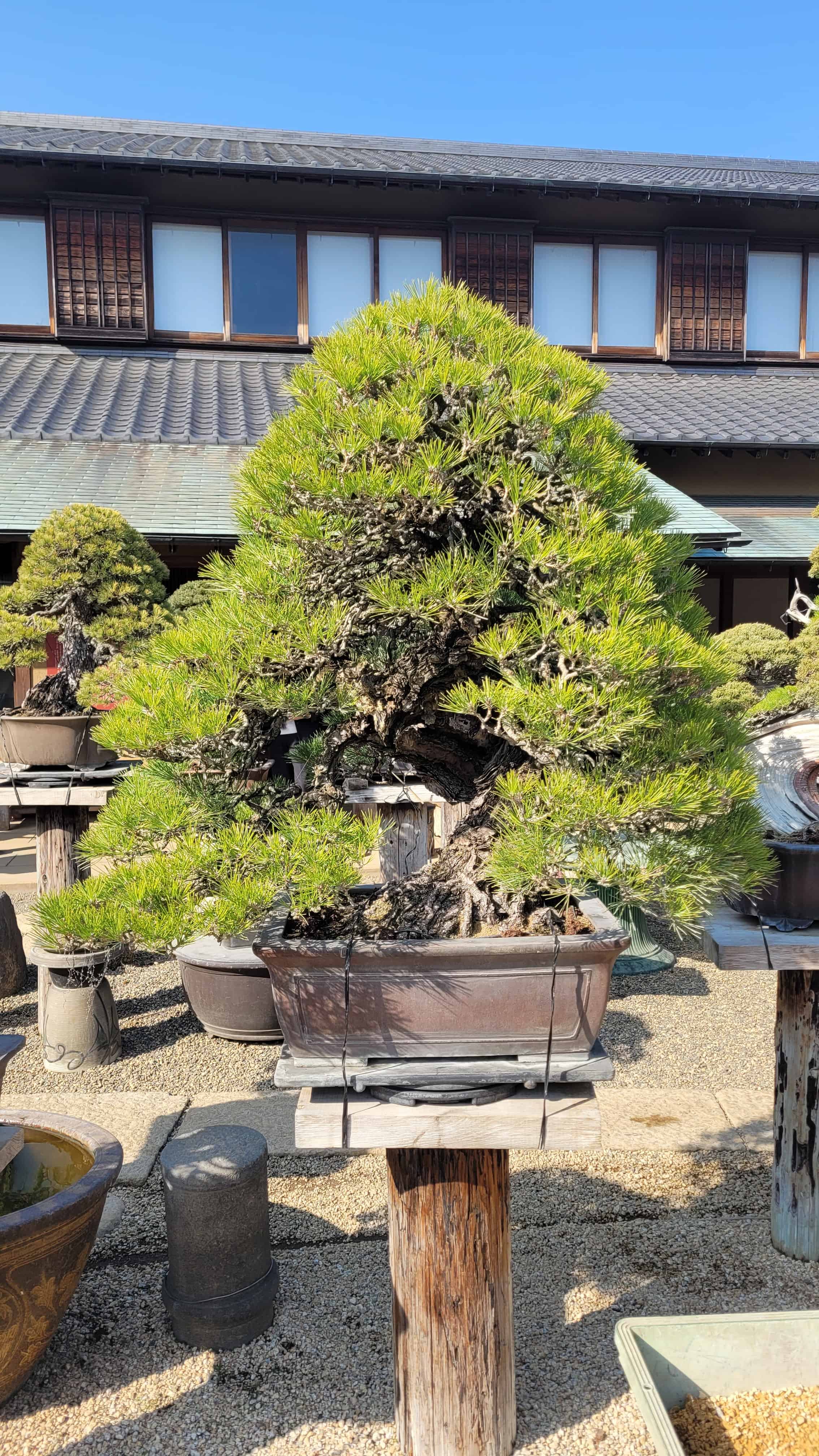 A pine bonsai tree from kobayashi in Japan